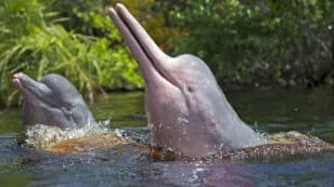 Over 100 Amazon River Dolphins Found Dead Amid Record-High Temperatures