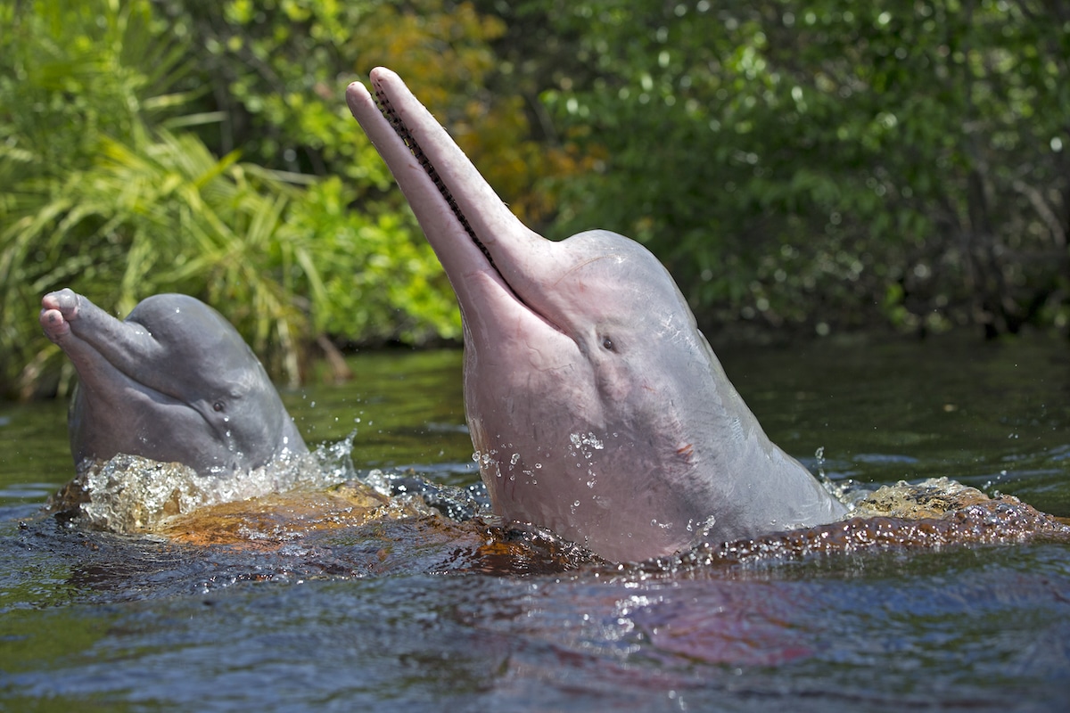 Amazon river dolphins in Manaus, Brazil