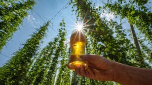 Beer Could Lose Its Bitter Tastes Due to Climate Change, Study Finds