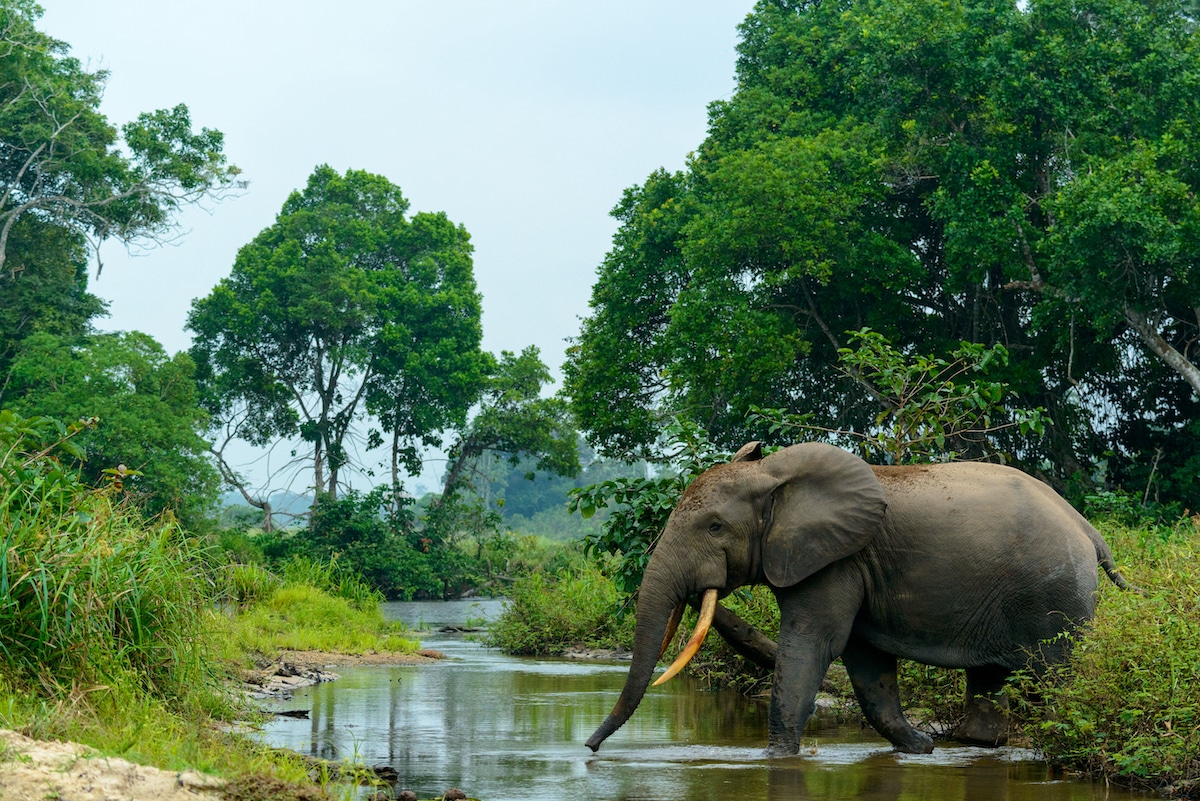 An African forest elephant in Odzala-Kokoua National Park, Republic of the Congo