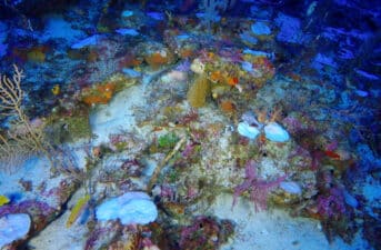 Deepest Known Evidence of Coral Bleaching Discovered in Indian Ocean