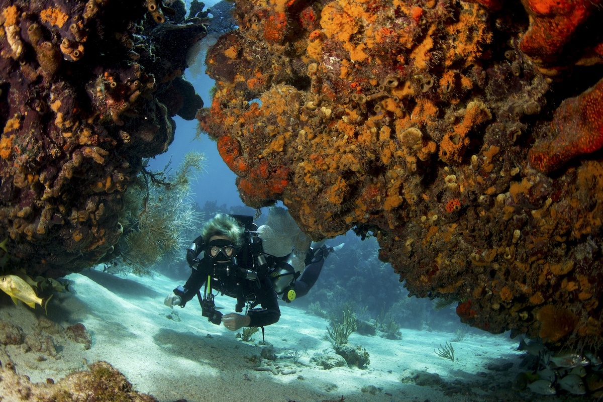 A diver investigates coral reefs in Key Largo, Florida
