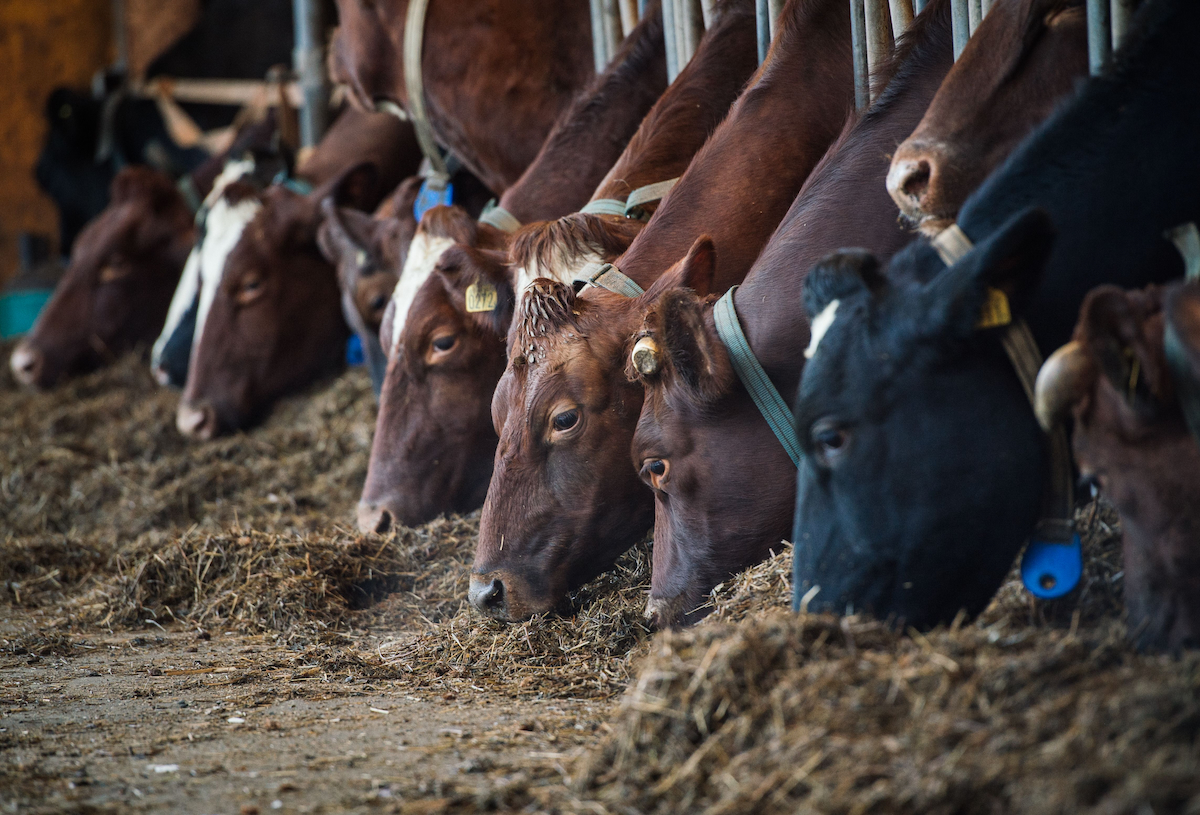 Cows feeding at a dairy farm in Sweden