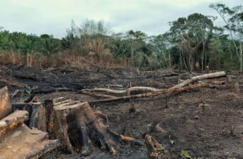 World ‘Failing’ on Pledges to End Deforestation by 2030, Report Says