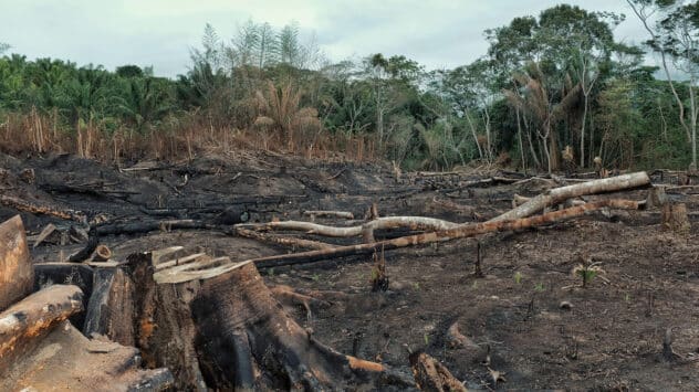 World ‘Failing’ on Pledges to End Deforestation by 2030, Report Says