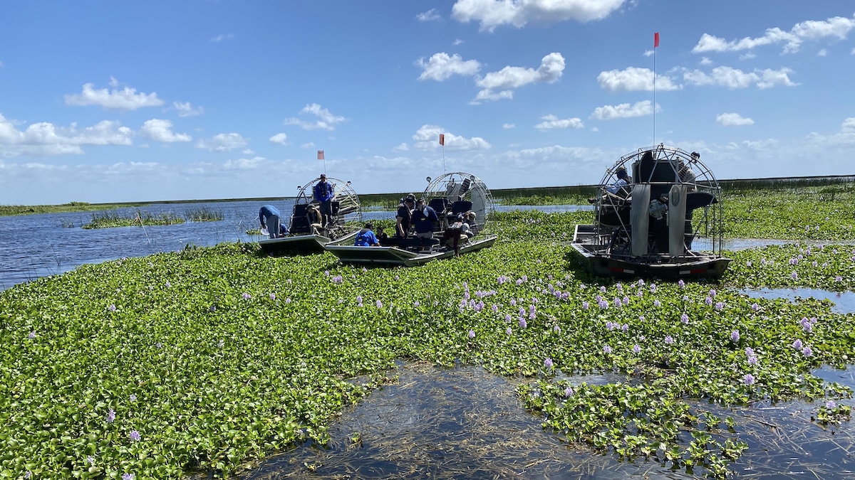 Workers with the Florida Fish and Wildlife Conservation Commission remove invasive water hyacinths on Lake Okeechobee