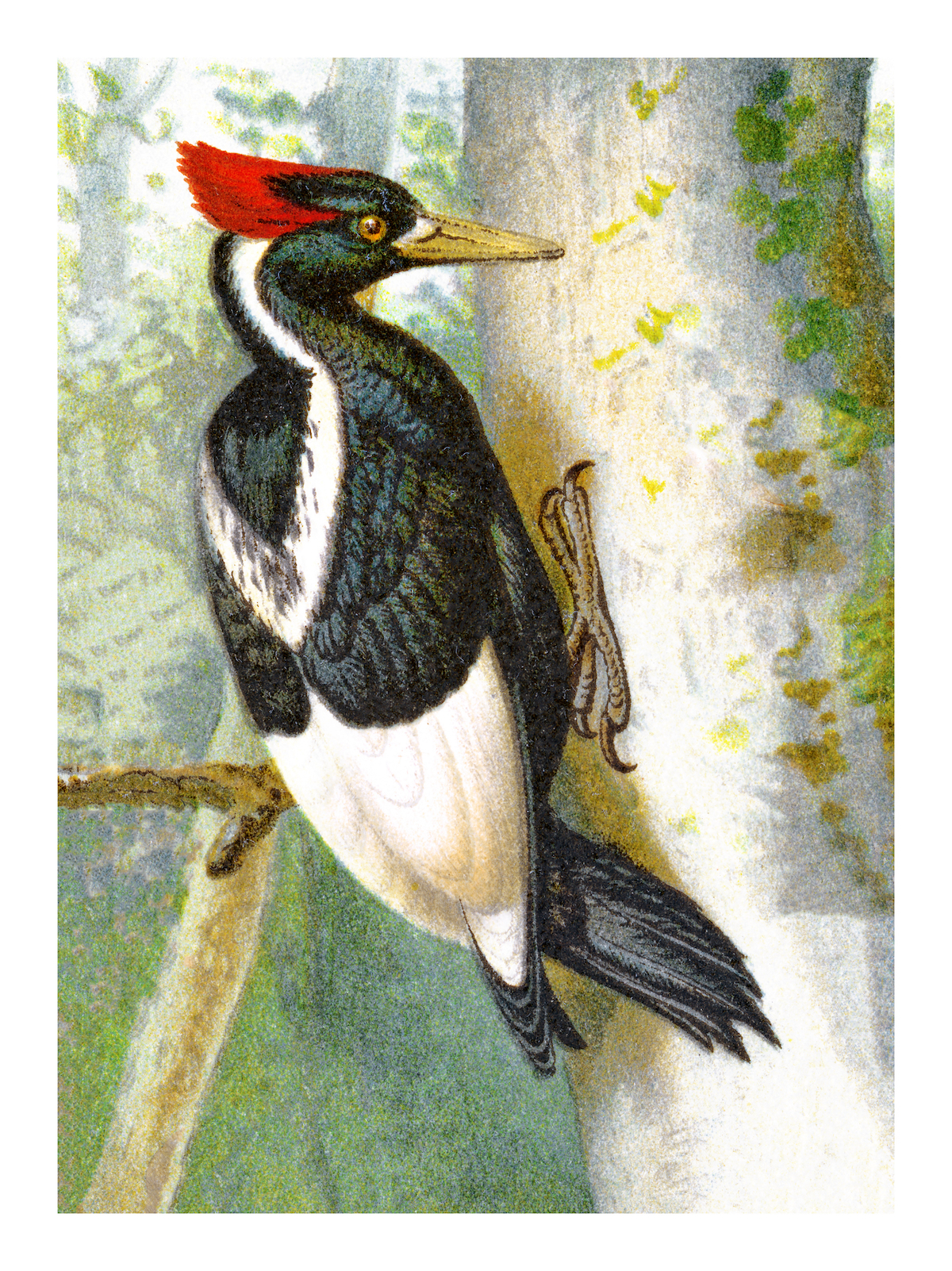 A digitally restored antique illustration of an ivory-billed woodpecker