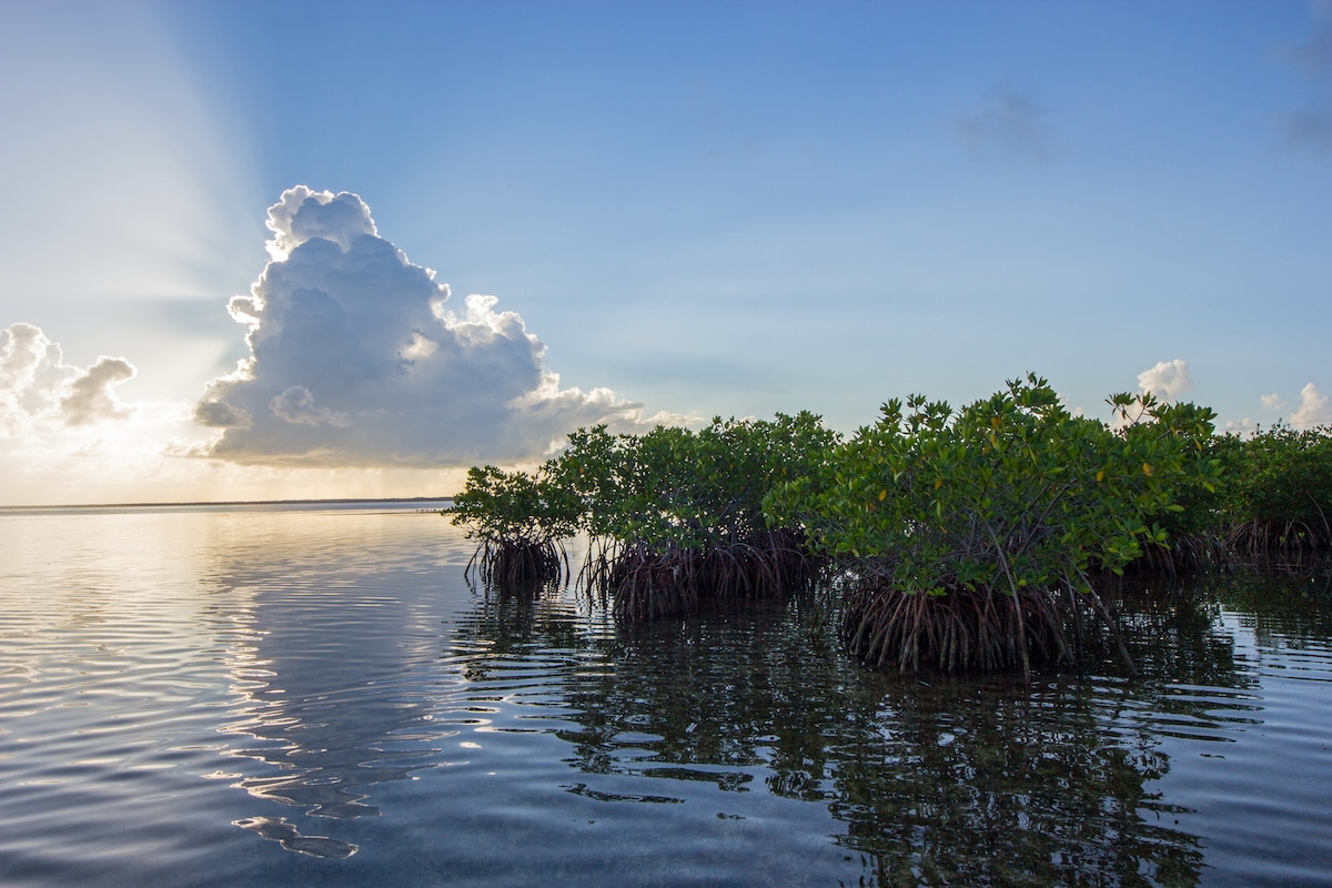 Sun rays emanating from behind a large cumulus cloud over mangrove trees in Biscayne National Park, Florida