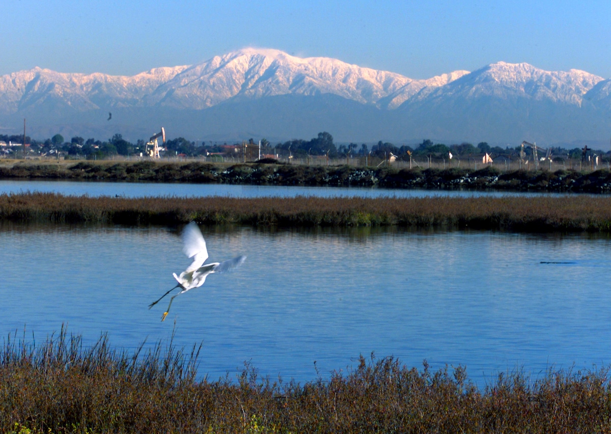A snowy egret flies in the Bolsa Chica Ecological Reserve in California with the snow-capped San Gabriel mountains in the background