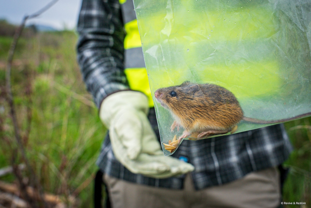 An endangered Preble’s meadow jumping mouse captured during a population survey