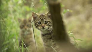 Conservationists Release 19 Scottish Wildcats in Hopes of Avoiding Species Extinction