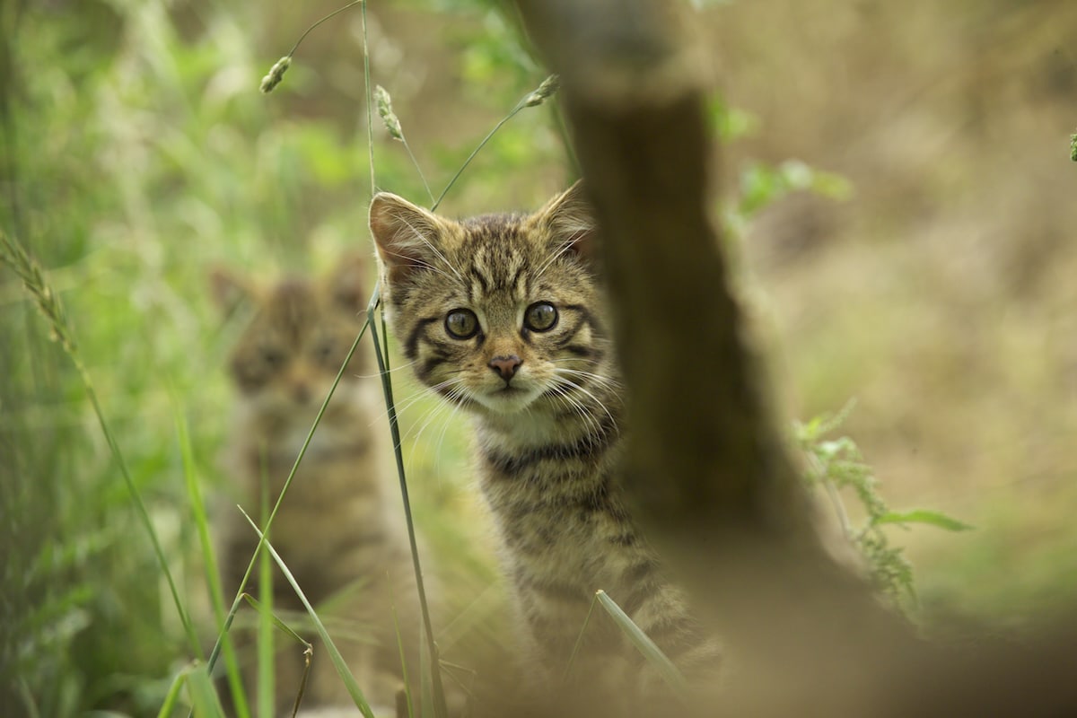 Young Scottish wildcats bred in captivity have been released