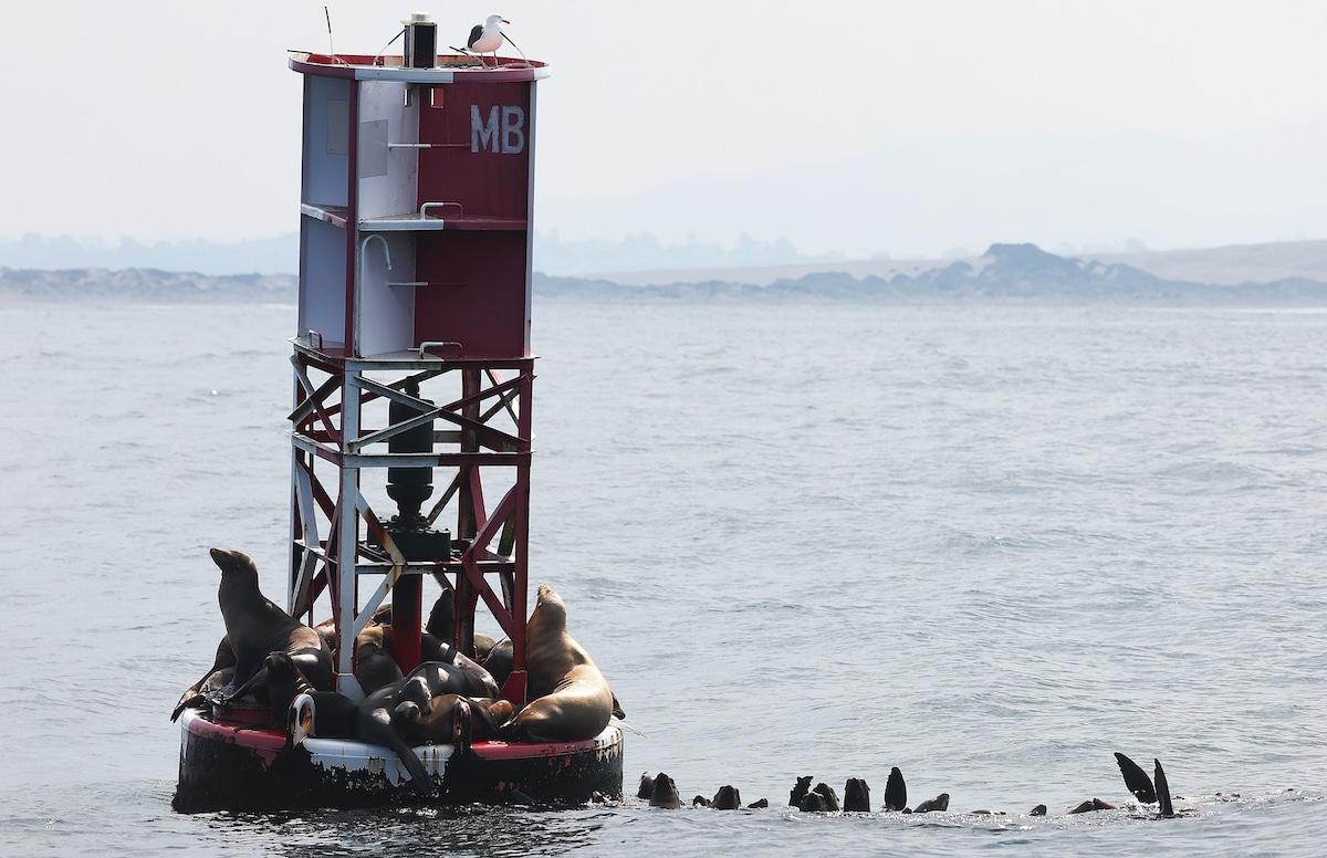 Sea lions resting on a buoy and swimming in the Pacific Ocean in a marine area recommended for exclusion from the proposed Chumash Heritage National Marine Sanctuary near Morro Bay, California