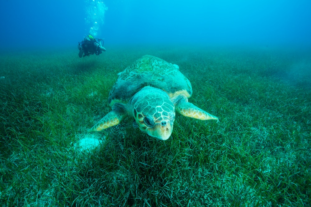 Mediterranean Sea Underwater High-Res Stock Photo - Getty Images