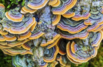 5 Mushrooms With Fantastic Health Benefits