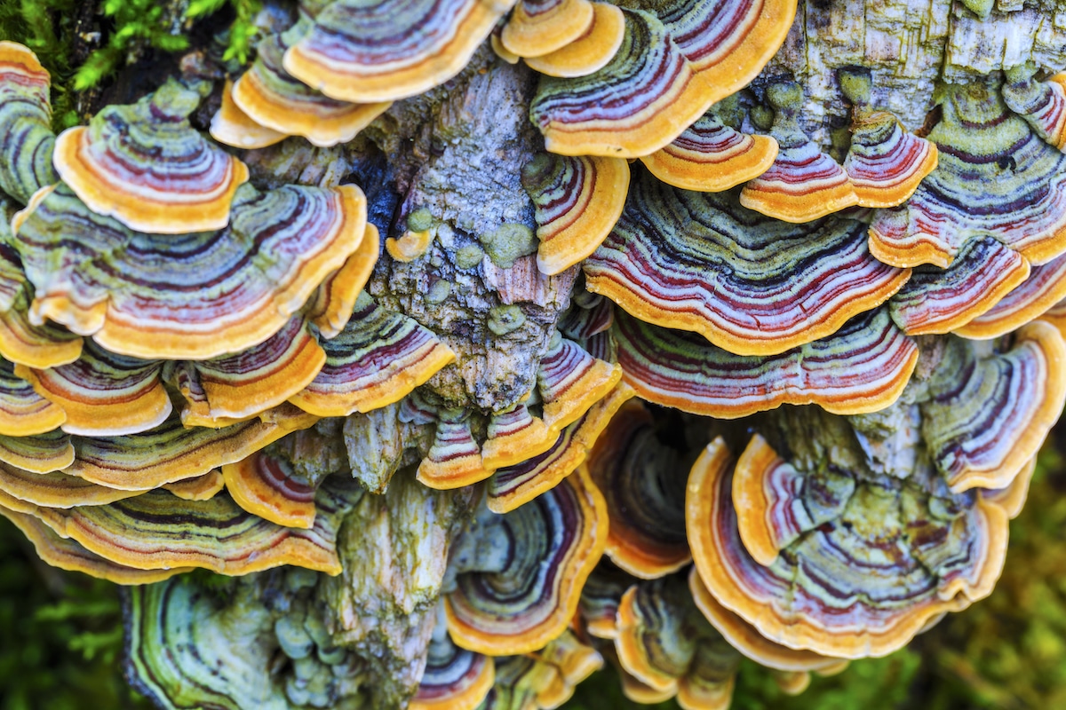 A colorful variety of turkey tail mushrooms