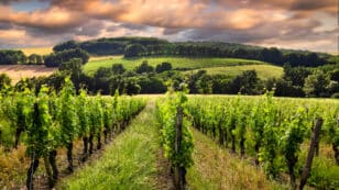 Better Wine Is Made in Years With Warm Summers and Wet Winters, Research Shows