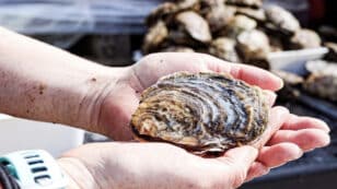10,000 Wild Oysters Released Onto Human-Made Reef off Coast of England