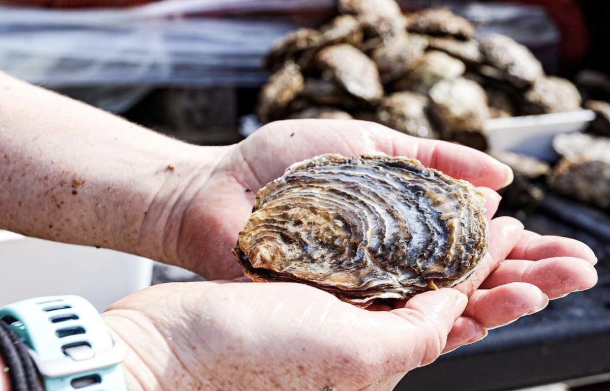 The UK’s Wild Oysters Project has released 10,000 native oysters onto a human-made reef off the North East Coast of England