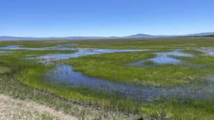 New Wildlife Refuges in Tennessee, Wyoming Announced by Interior Department