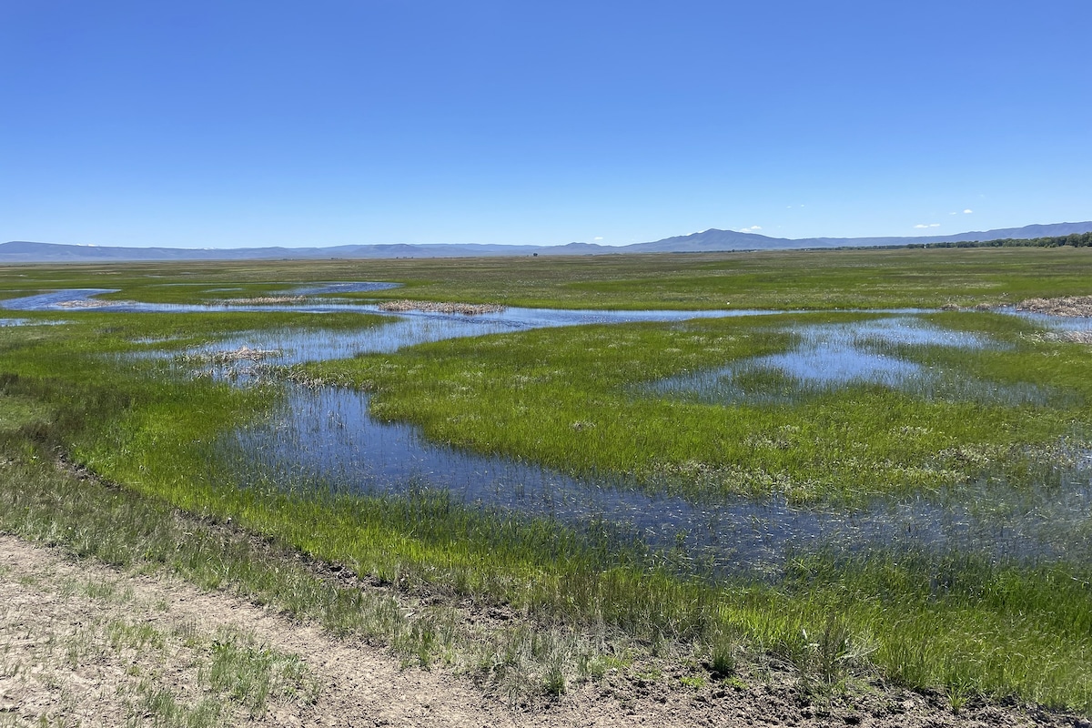 The Wyoming Toad Conservation Area, where shallow wetlands serve as breeding pools for the endangered Wyoming toad