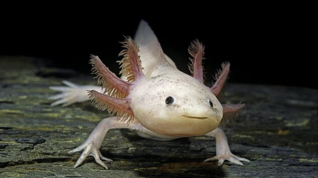 Axolotl Conservation Campaign Promotes ‘Virtual Adoptions’ for Holiday Gifts
