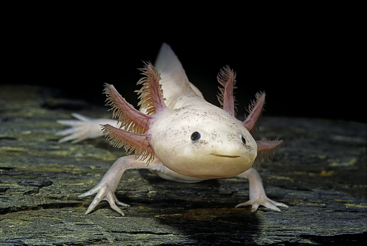 A critically endangered axolotl