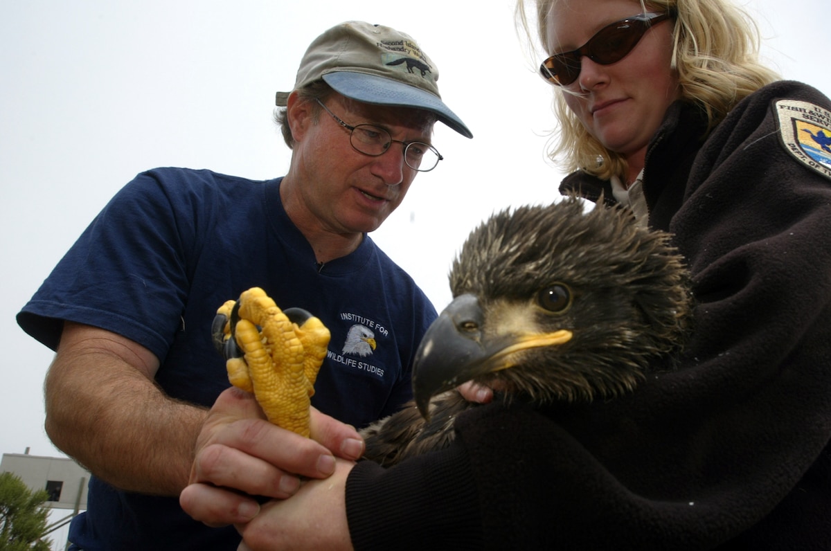 Biologists help reintroduce a seven-week-old bald eagle to Santa Cruz Island in Channel Islands National Park
