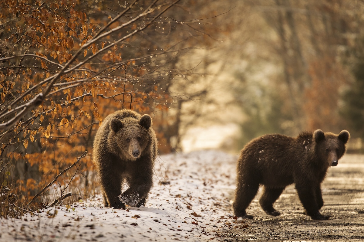 Two brown bears walking by a road in Romania