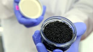 Half of European Caviar Products Tested Are Illegal, and Some Aren’t Even Caviar, Researchers Find