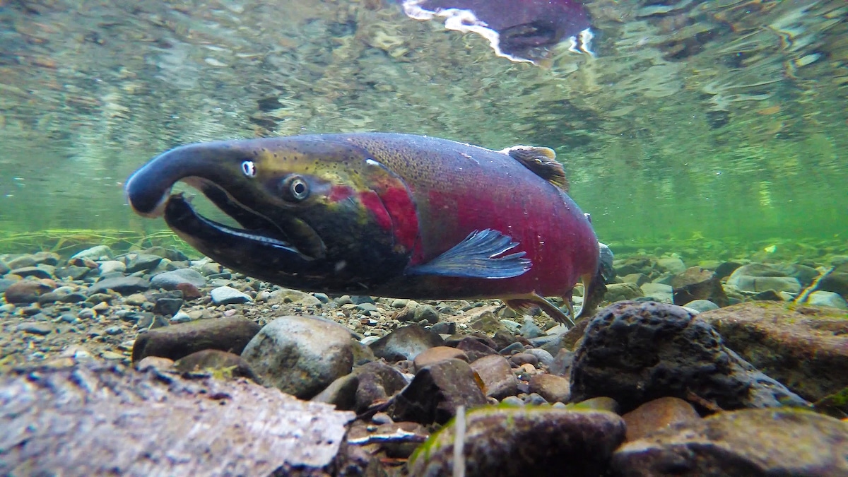 A coho salmon spawning on the Salmon River in Oregon