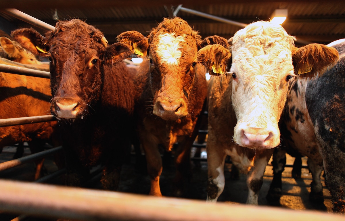 Beef cattle for sale at an auction in Ayr, Scotland