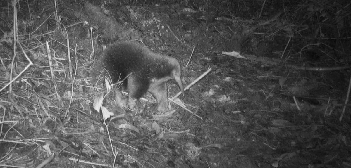 Attenborough's long-beaked echidna was captured in photos and video footage using remote trail cameras set up in the Cyclops Mountains of Indonesia's Papua Province