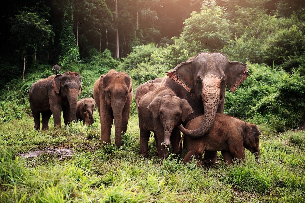 A herd of Asian elephants in the wild in Thailand