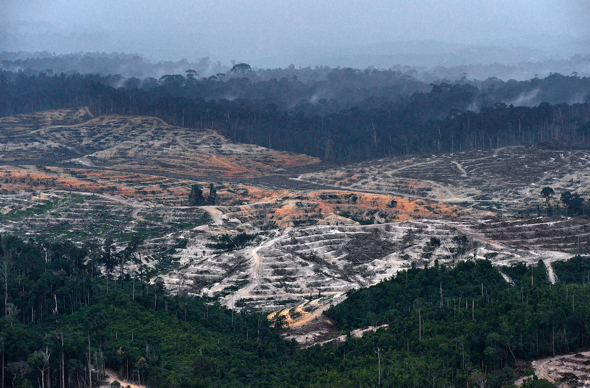 An aerial view of an oil palm plantation in a deforested area on Indonesia's Borneo Island