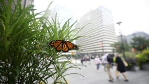 Monarch Butterflies Are on the Move — Here’s How to Help Them on Their Way