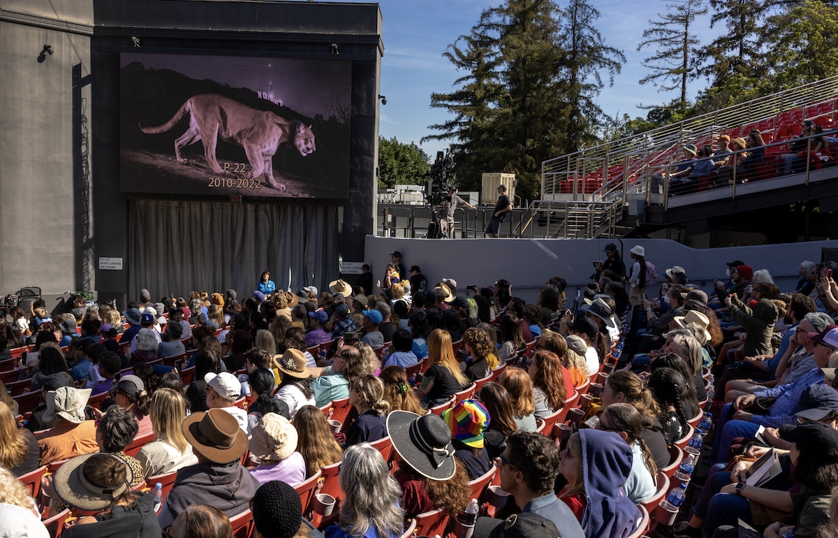 A photo of the celebrated mountain lion P-22 is displayed during a public memorial service in Los Angeles, California
