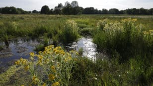 EU Agrees to Restore 20% of Its Lands and Waters by 2030