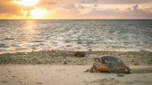 Pollution Threatens Endangered Sea Turtle Reproduction
