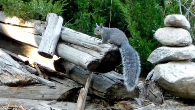 Western Gray Squirrel Listed as Endangered in Washington State