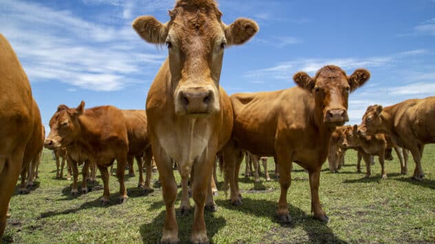 Grass or Grain? What Cows Are Fed Could Determine Farms’ Carbon Footprints