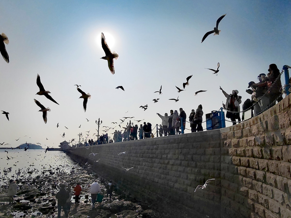 People and seagulls enjoy a festive scene together at Zhanqiao pier on Dec. 29, 2022 in Qingdao, Shandong Province of China