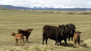 Canada to Offer Incentives to Beef Cattle Farms to Lower Methane Emissions