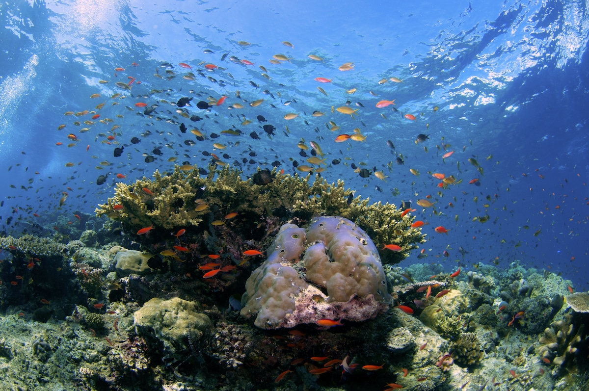 Marine life thrive on a coral reef in Sipadan Island, Malaysia