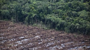 Indonesia to Fine Palm Oil Companies $310 Million for Destroying Forests