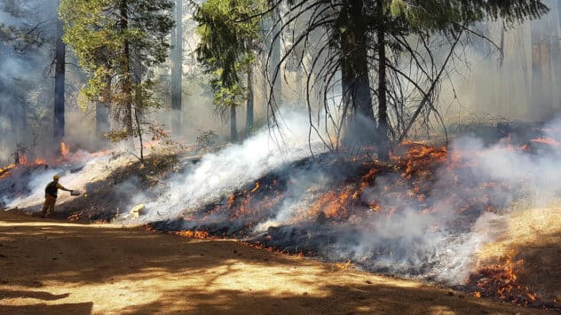 California Forests Are Better Protected With Prescribed Burning and Thinning, Study Confirms