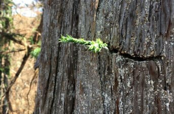 Coastal Redwoods Have Remarkable Ability to Recover From Severe Wildfires, Study Finds