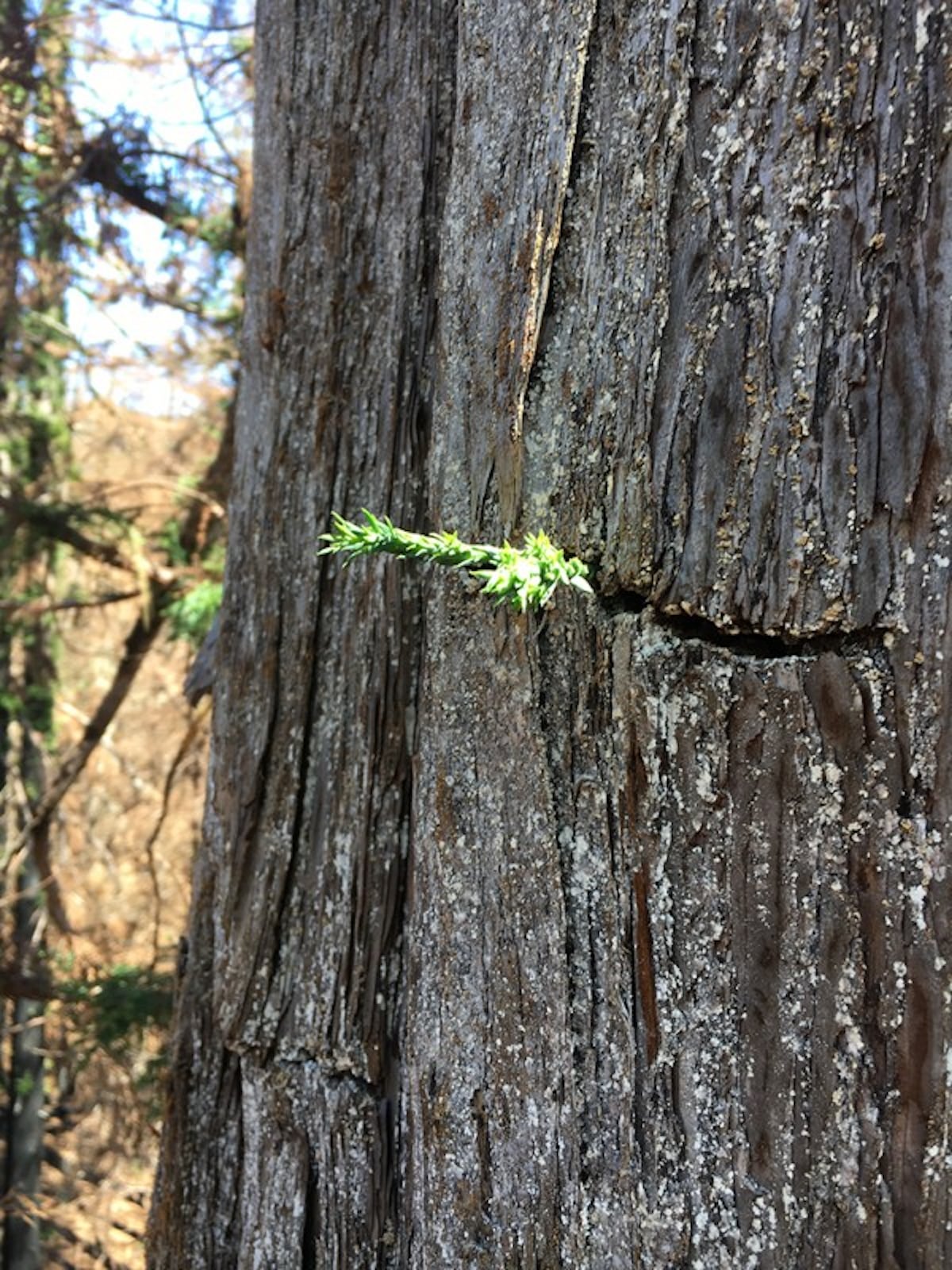 A previously dormant bud sprouts from a coastal redwood that was burned and thought to be dead in the CZU Lightning Complex Fire