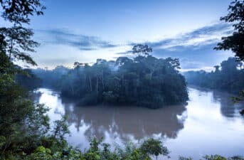 Tropical Forests 101: Everything You Need to Know