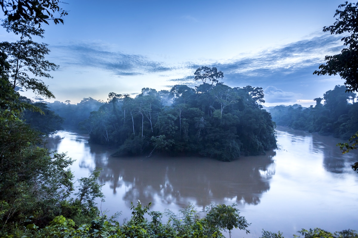 A tropical rainforest in the Yasuní National Park in Ecuador.